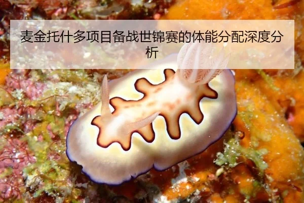 麦金托什多项目备战世锦赛的体能分配深度分析